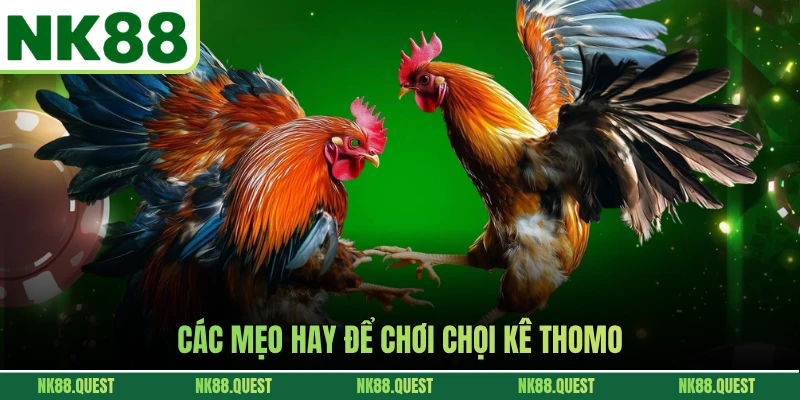 Các mẹo hay để chơi chọi kê thomo